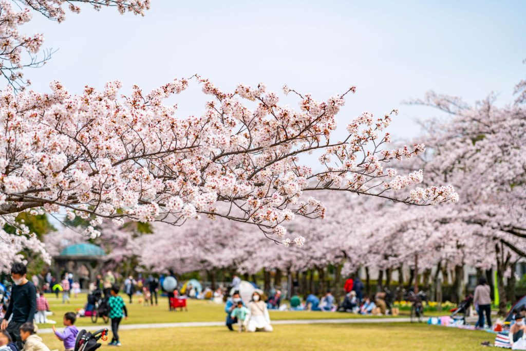 花見の何が楽しいのかわからない